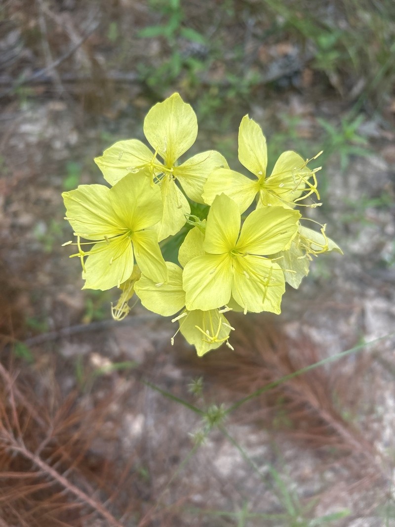 Fourpoint Evening Primrose photo 7