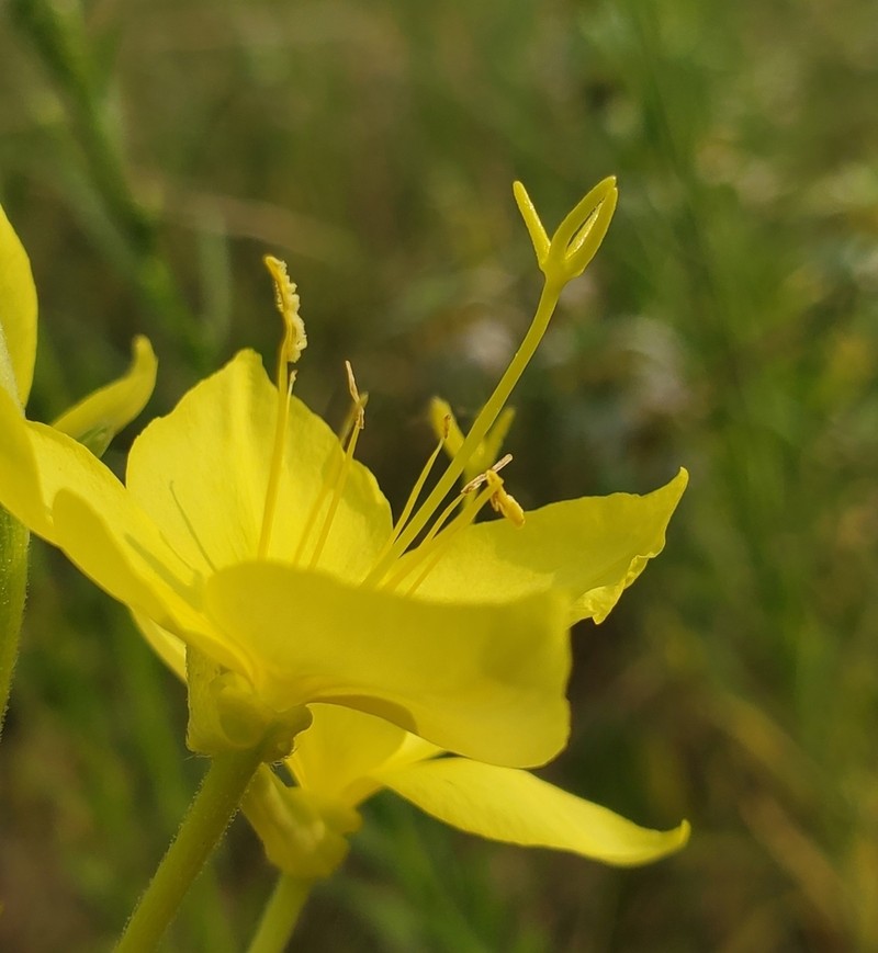 Fourpoint Evening Primrose photo 8