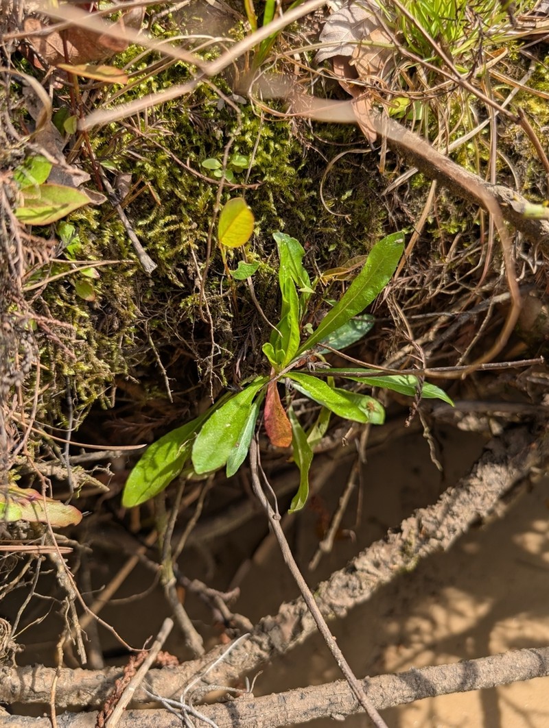 Oenothera riparia