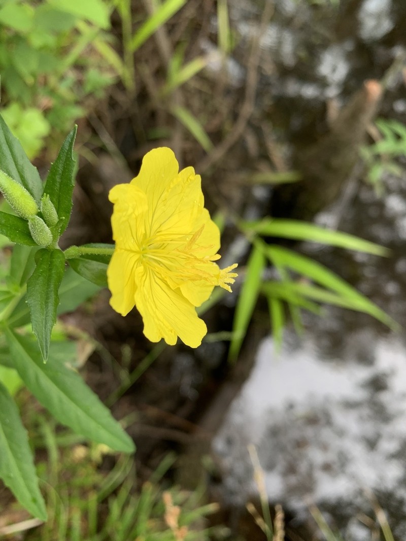 Oenothera riparia photo 2