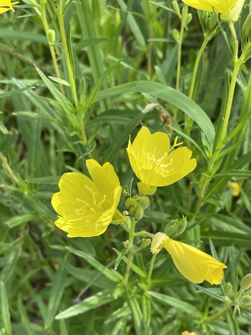 Oenothera riparia photo 4