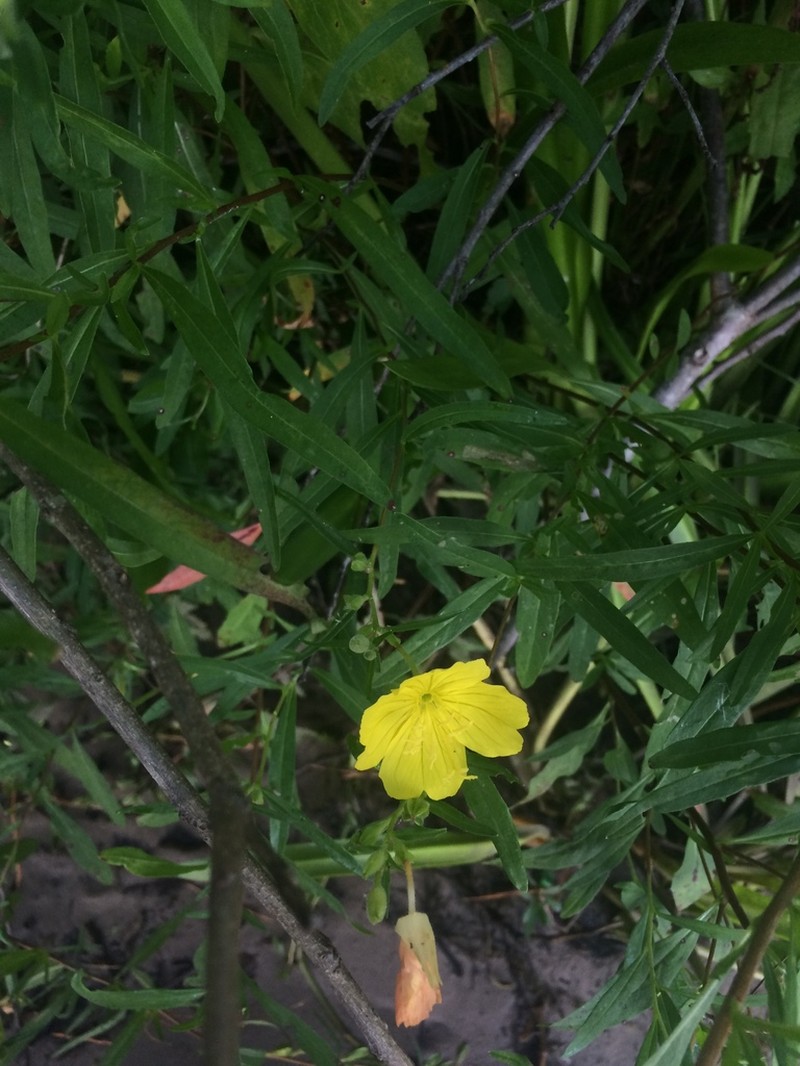 Oenothera riparia photo 5