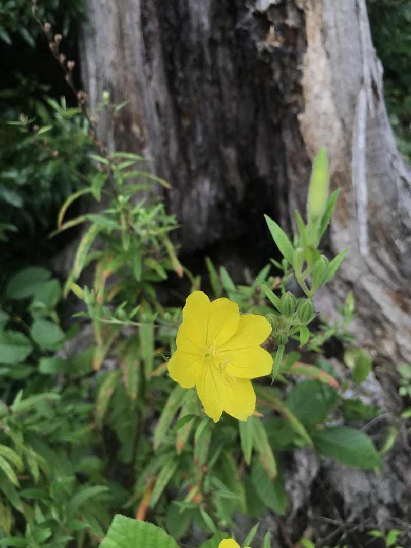Oenothera riparia photo 6