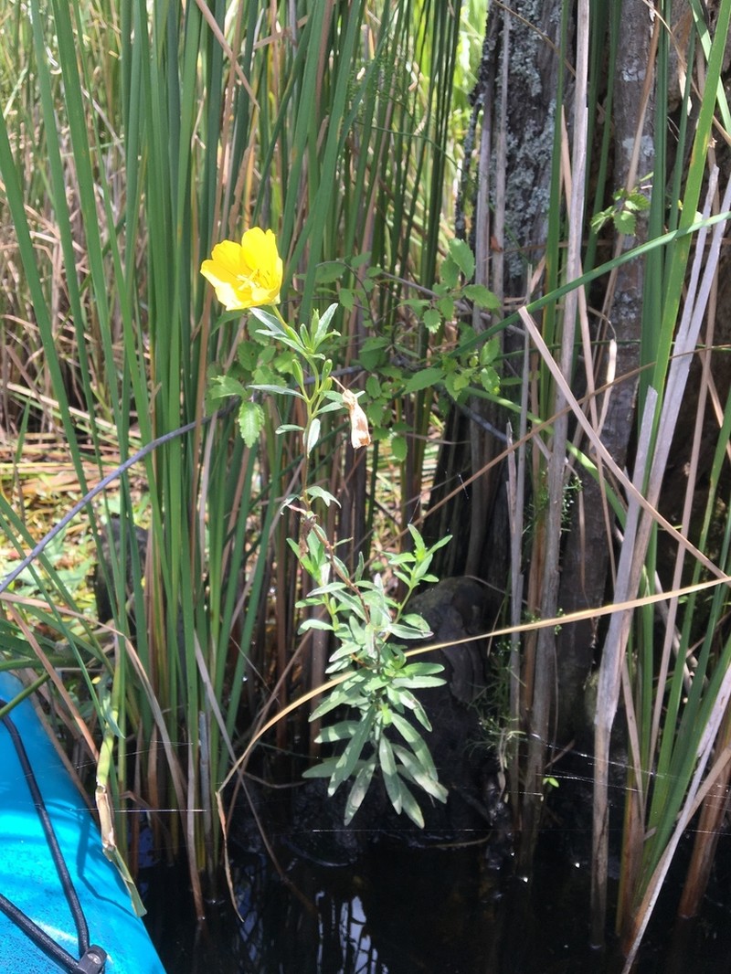 Oenothera riparia photo 7
