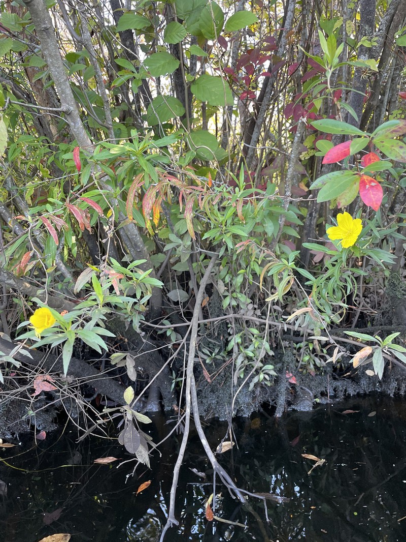 Oenothera riparia photo 8