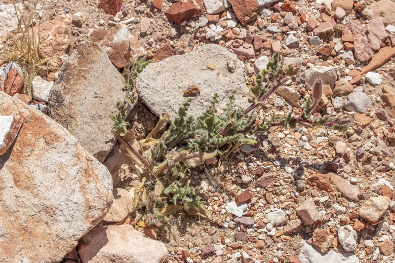 Oenothera rivadaviae