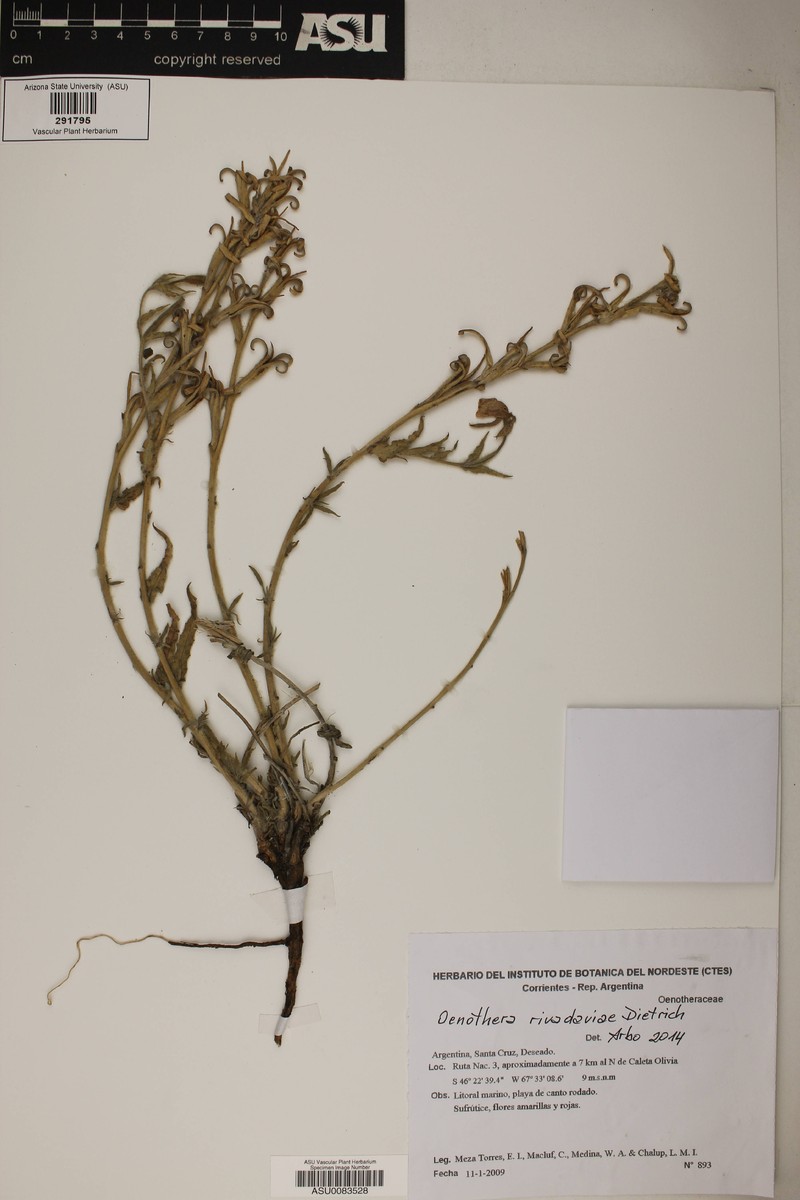 Oenothera rivadaviae photo 2