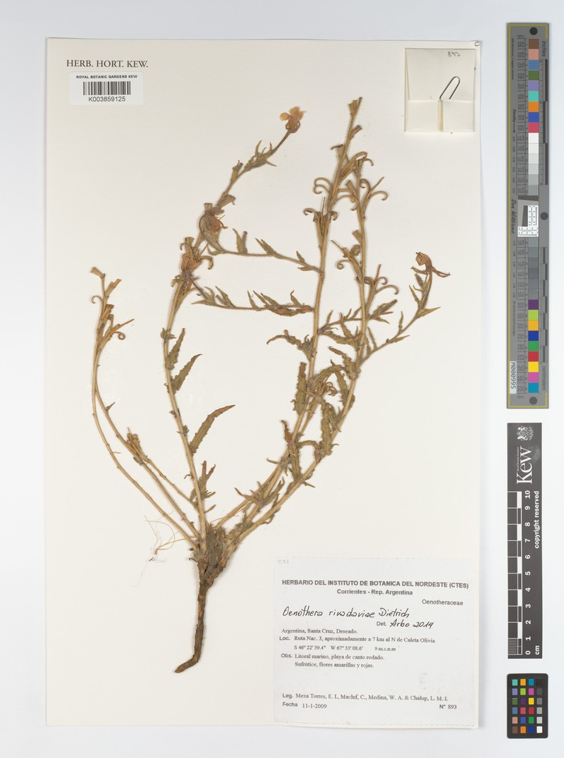 Oenothera rivadaviae photo 3