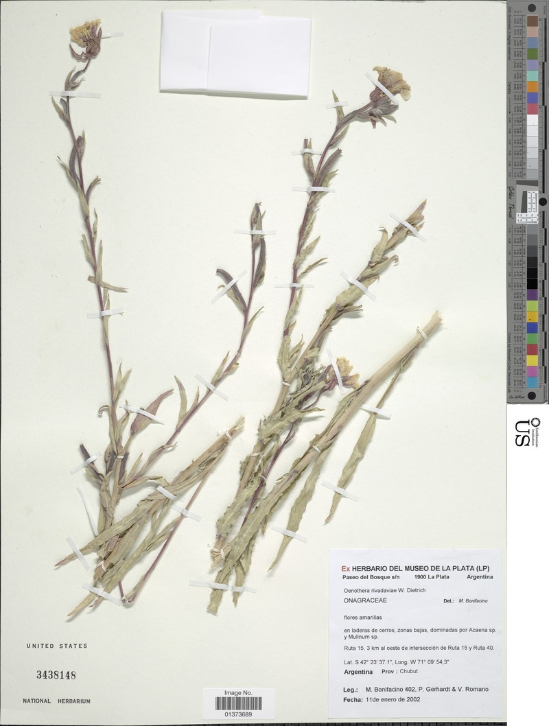Oenothera rivadaviae photo 4