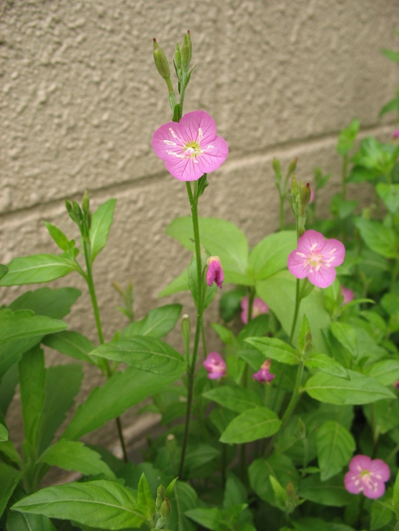 Rose Evening Primrose