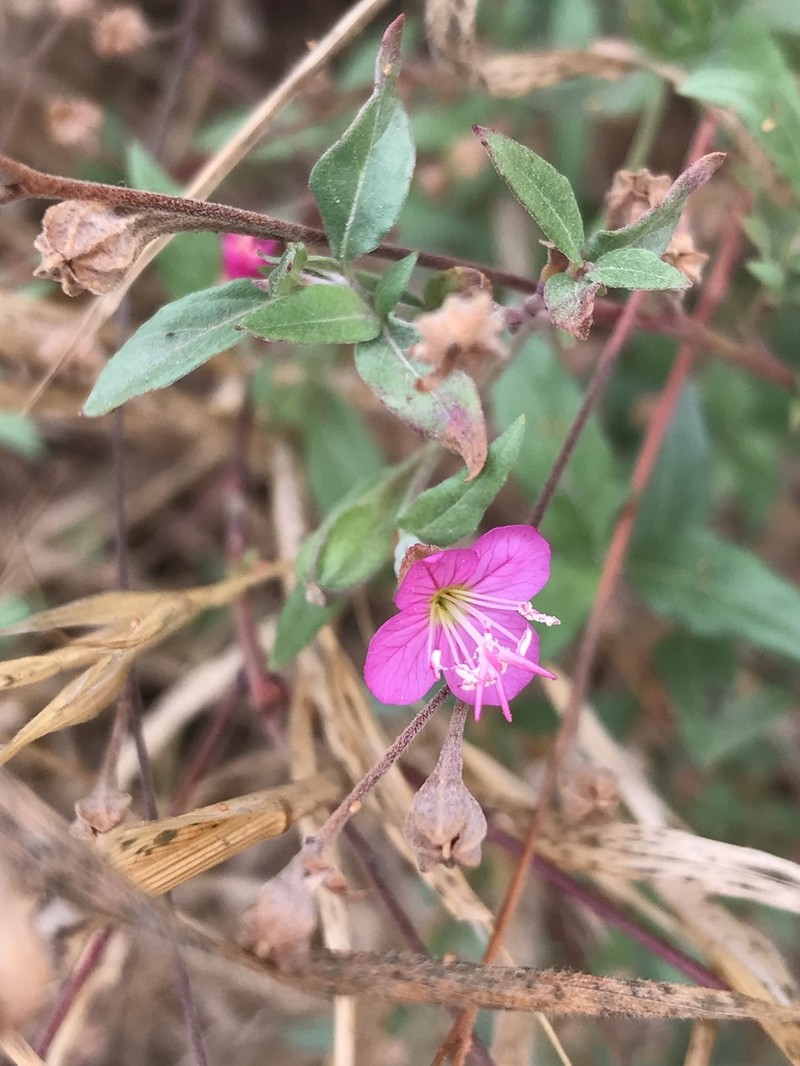 Rose Evening Primrose photo 2