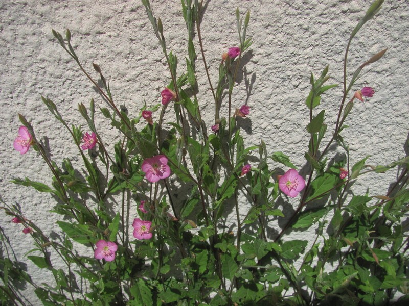 Rose Evening Primrose photo 3
