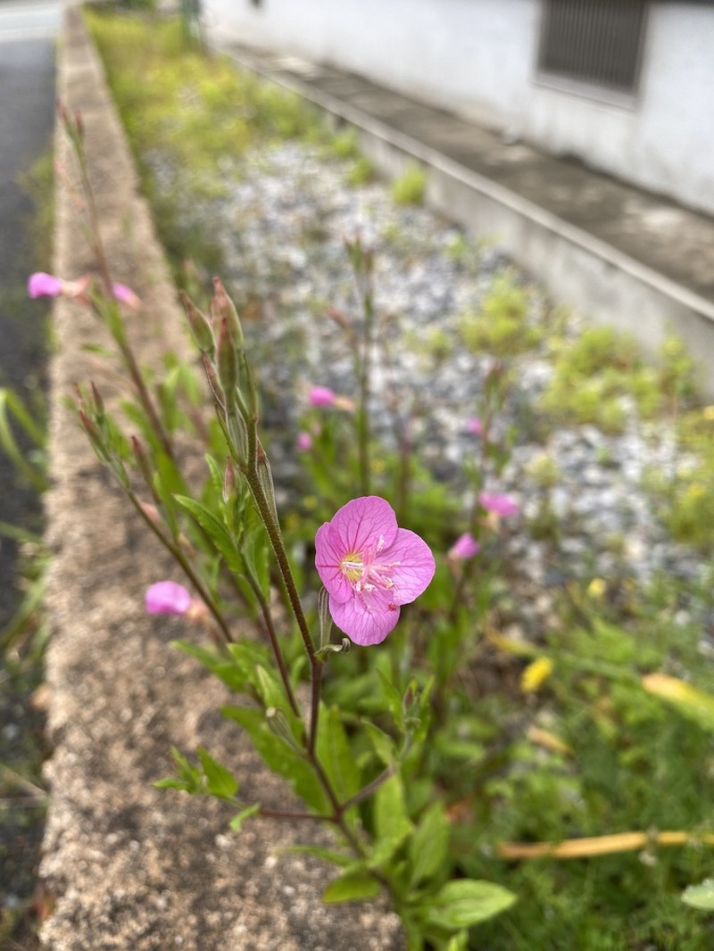 Rose Evening Primrose photo 4