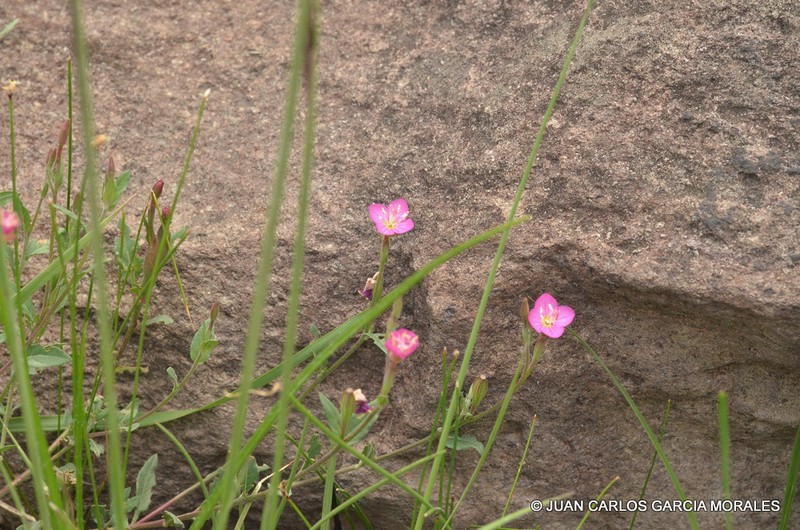 Rose Evening Primrose photo 5