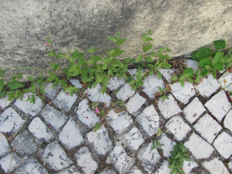 Rose Evening Primrose photo 6