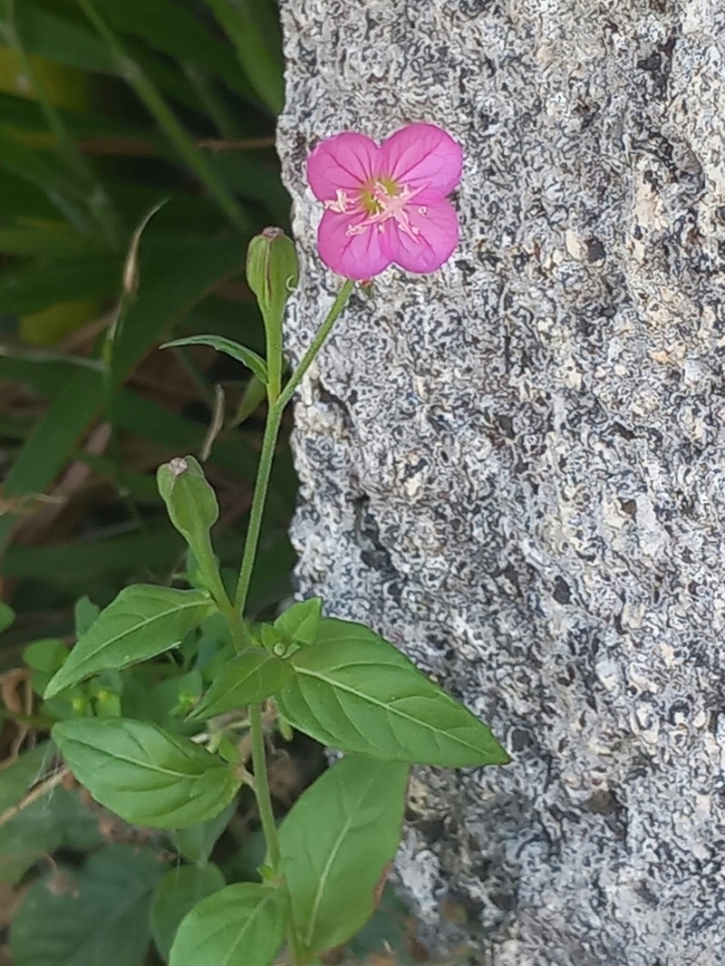 Rose Evening Primrose photo 7