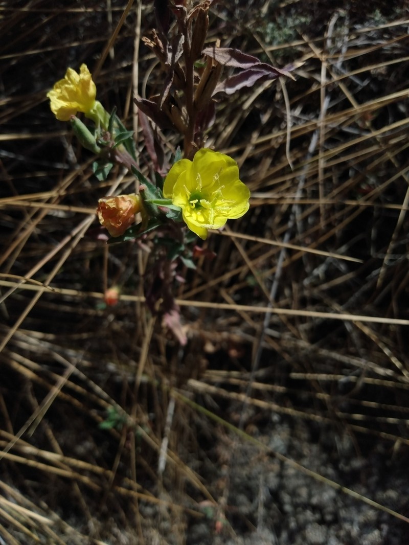 Oenothera sandiana