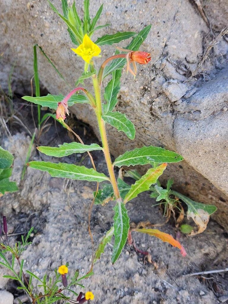 Oenothera sandiana photo 2