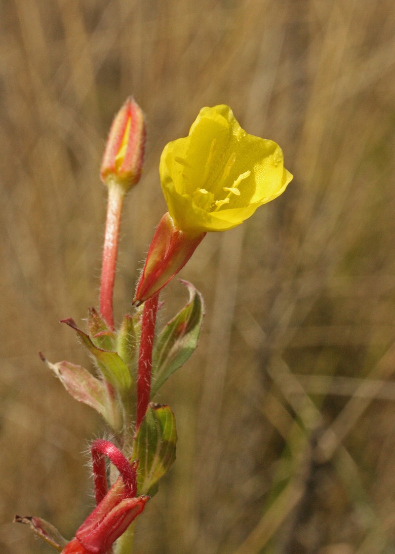 Oenothera sandiana photo 3