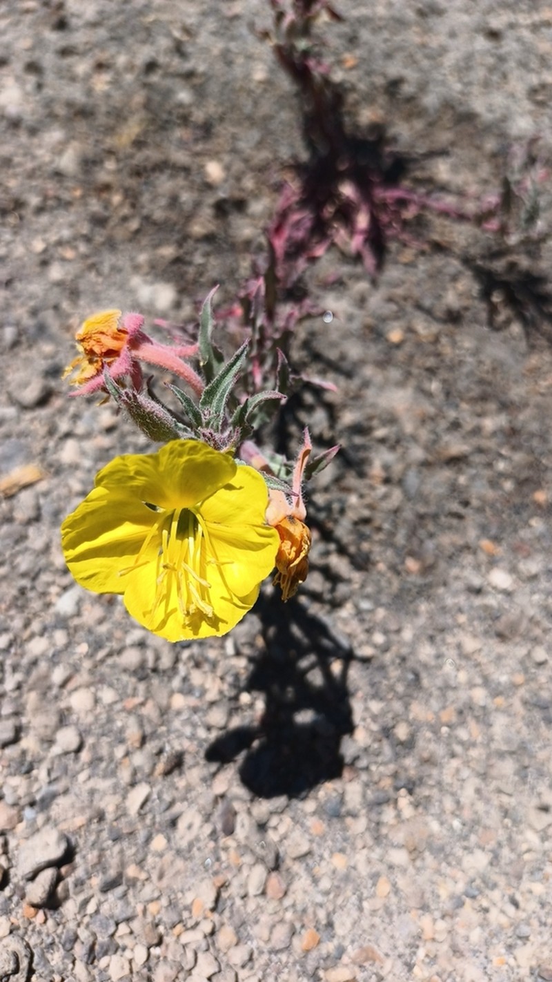 Oenothera sandiana photo 4
