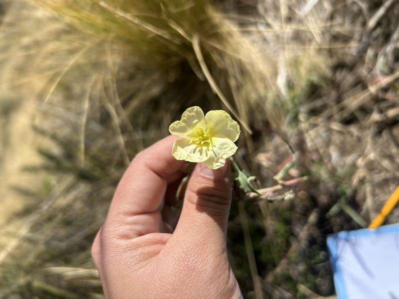 Oenothera sandiana photo 6
