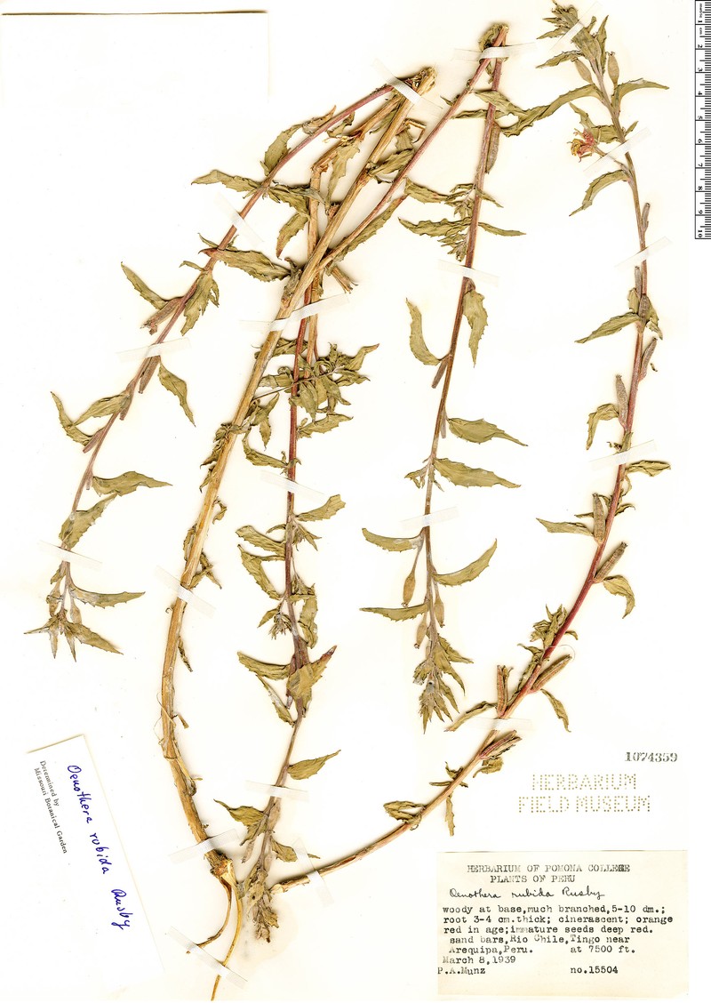 Oenothera sandiana photo 8