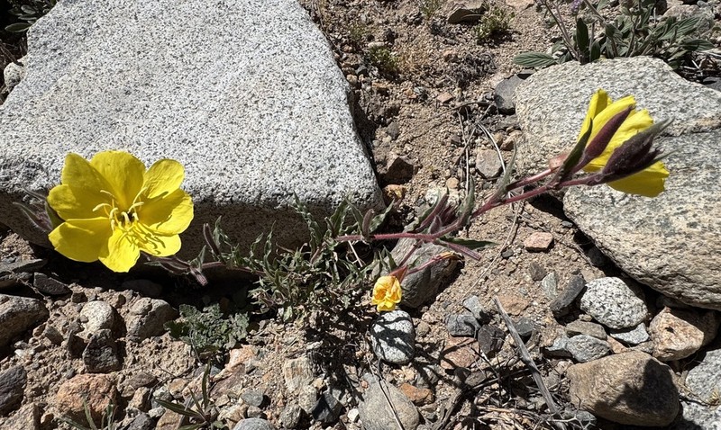 Oenothera santarii