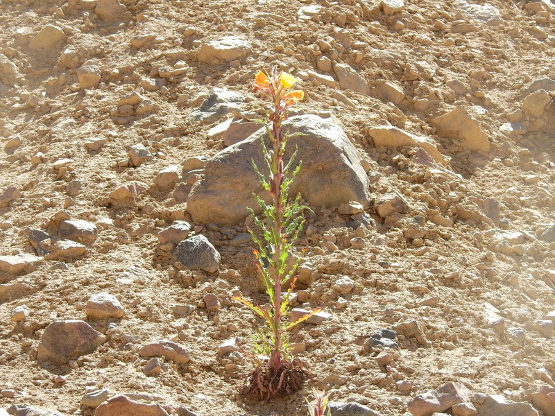 Oenothera santarii photo 2