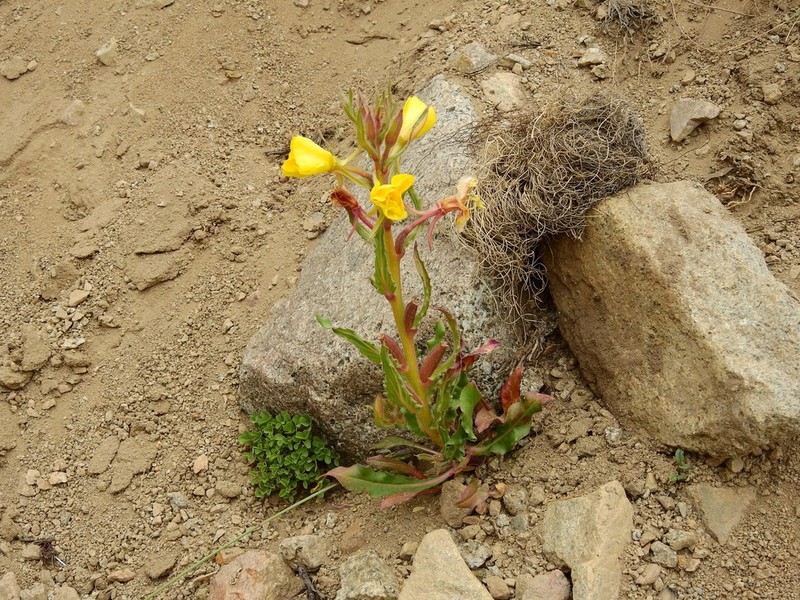 Oenothera santarii photo 3