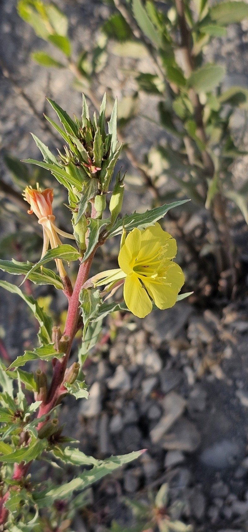 Oenothera santarii photo 4