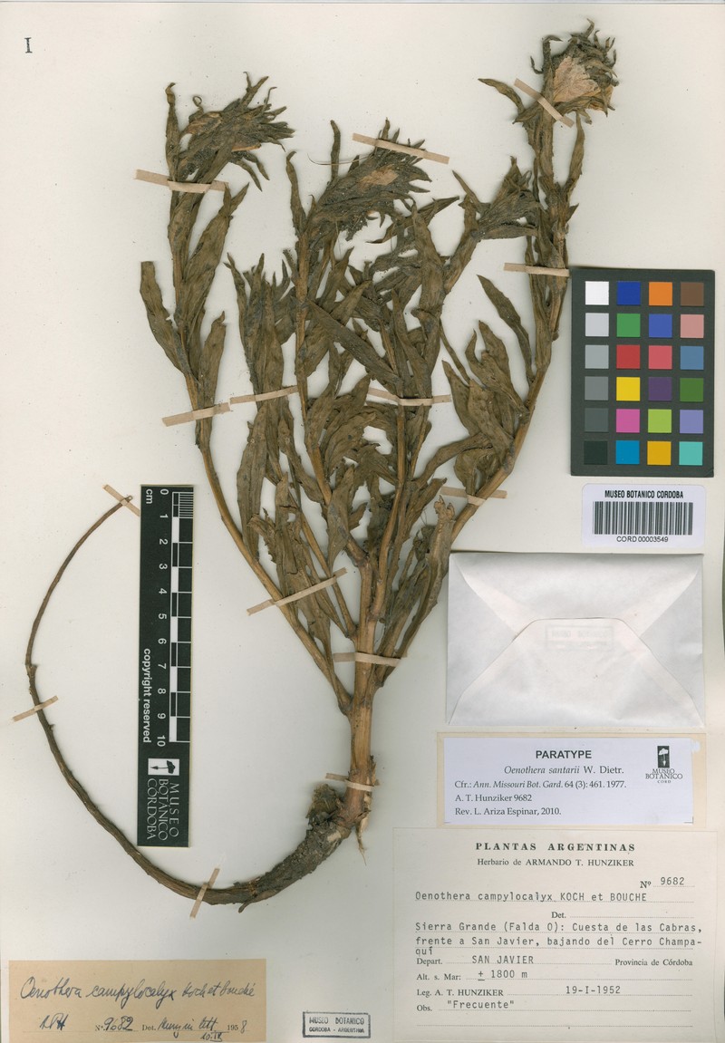 Oenothera santarii photo 8