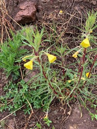 Oenothera scabra