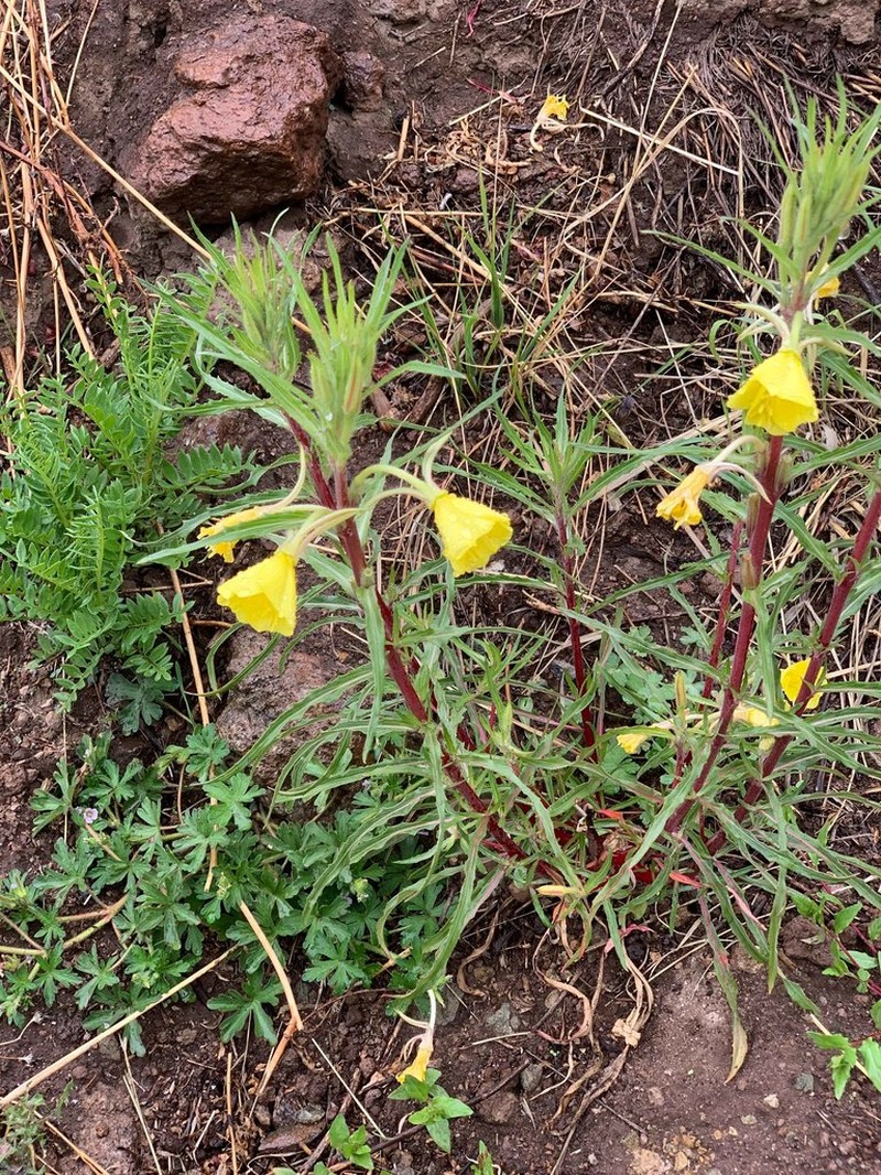 Oenothera scabra