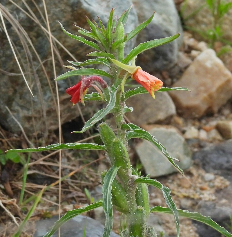 Oenothera scabra photo 2