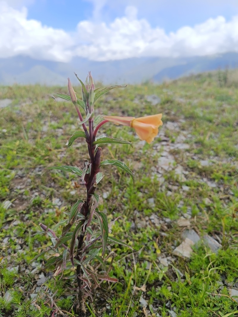 Oenothera scabra photo 3