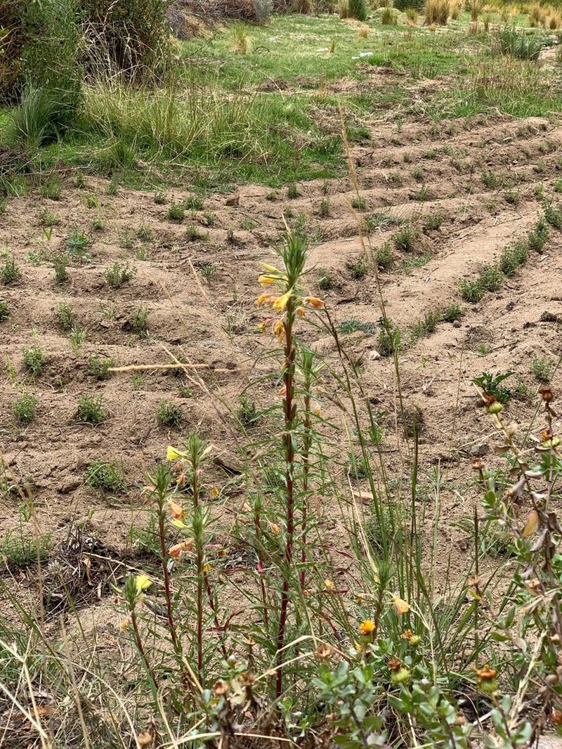 Oenothera scabra photo 4