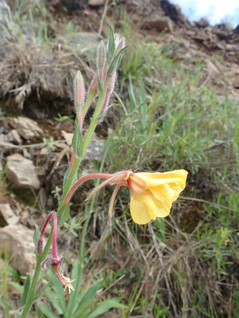 Oenothera scabra photo 5