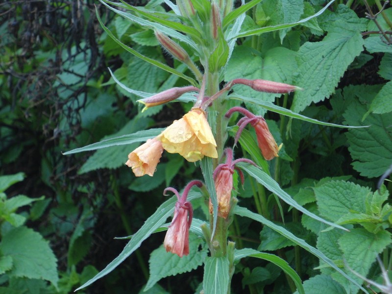 Oenothera scabra photo 6