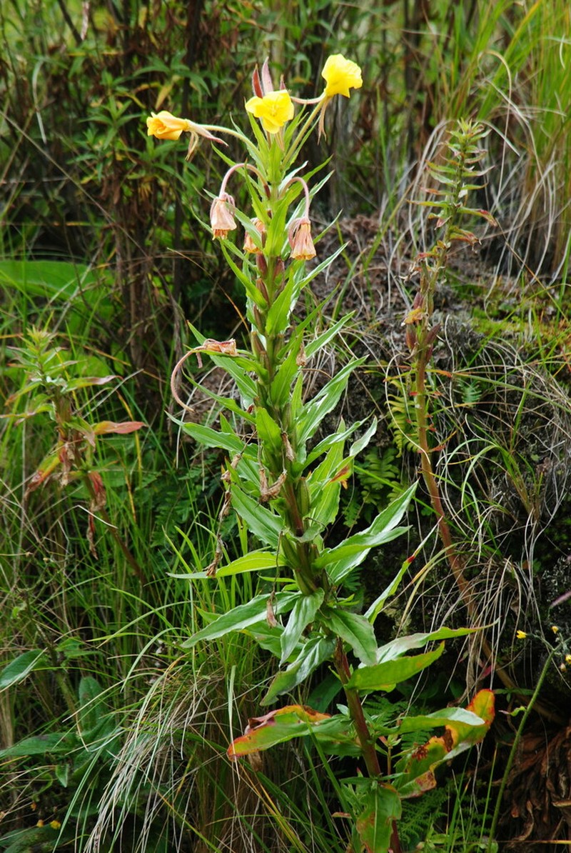 Oenothera scabra photo 7