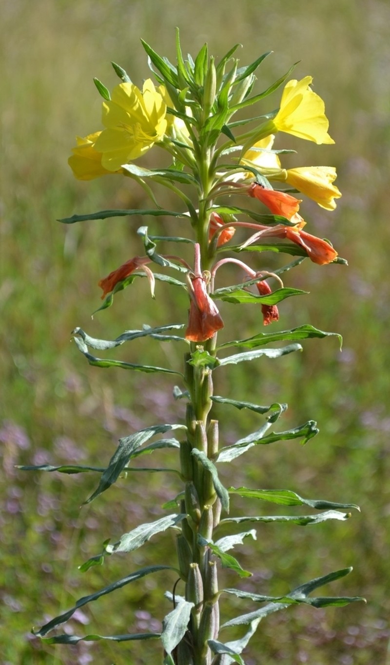 Oenothera scabra photo 8