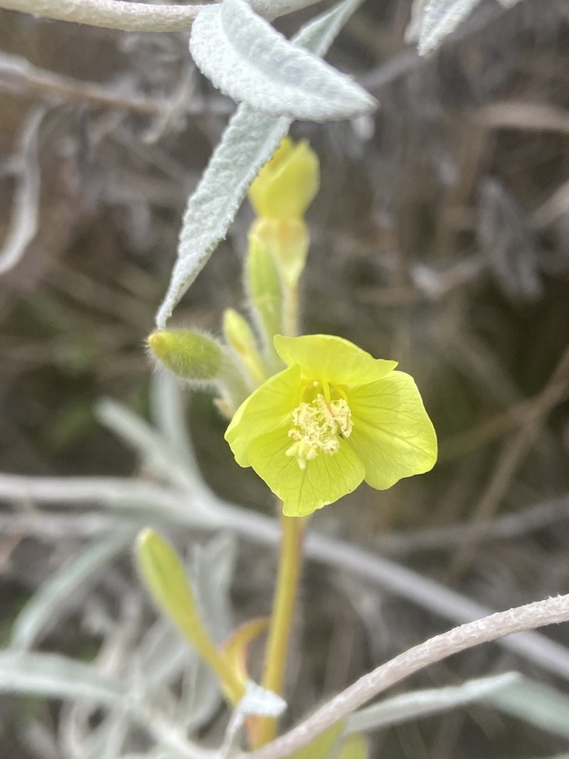 Oenothera seifrizii