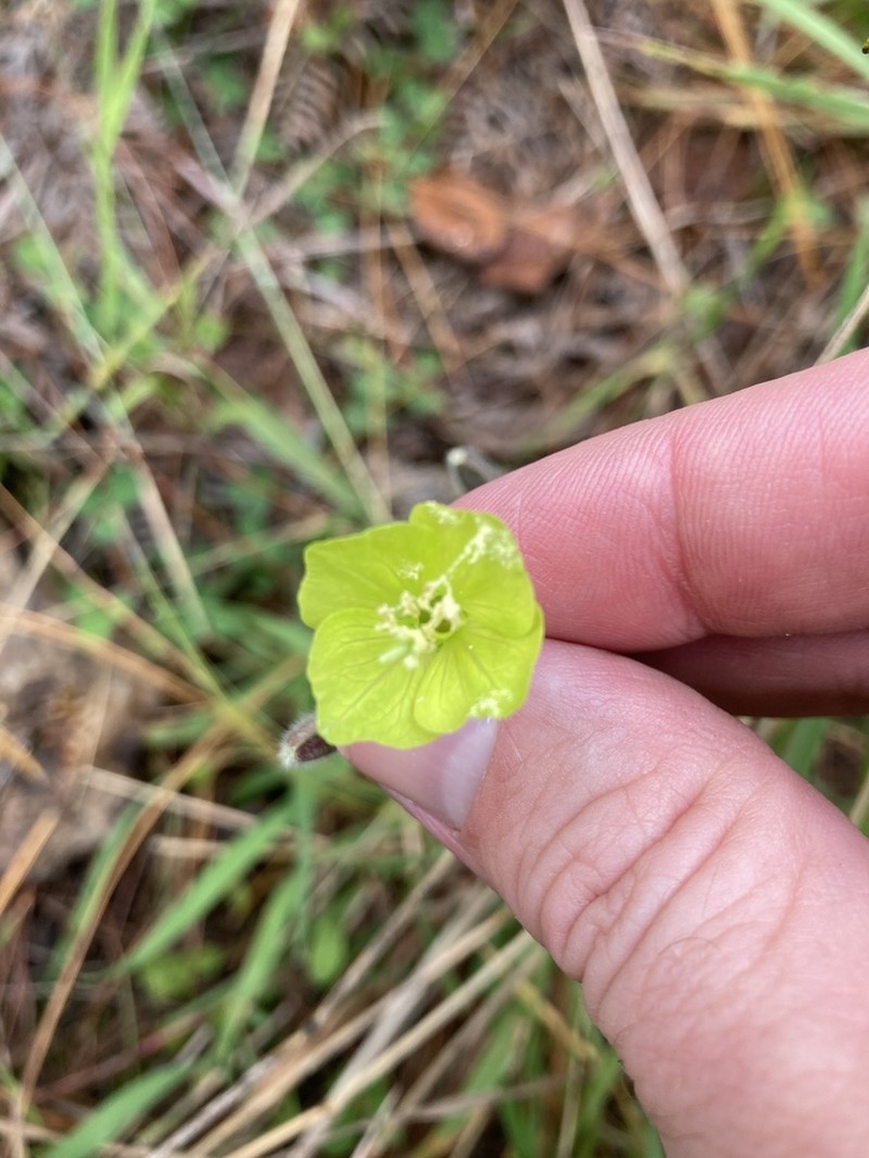 Oenothera seifrizii photo 2
