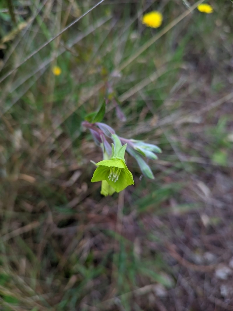 Oenothera seifrizii photo 3