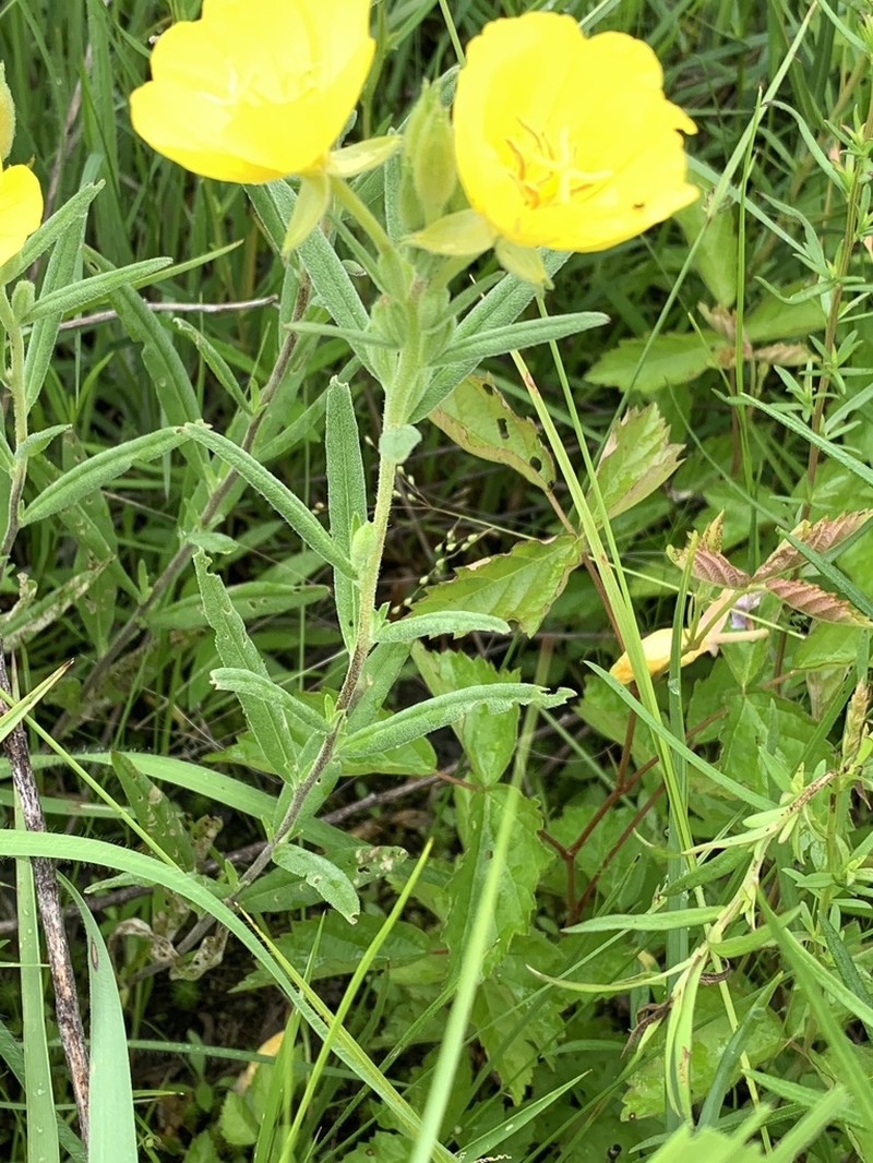 Oenothera sessilis