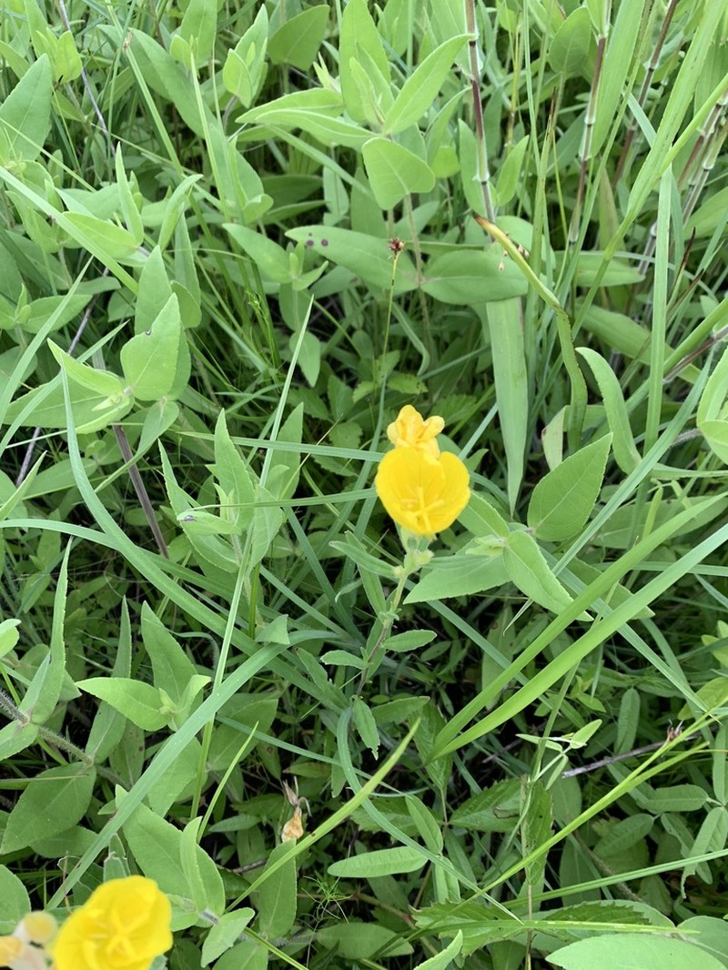 Oenothera sessilis photo 2