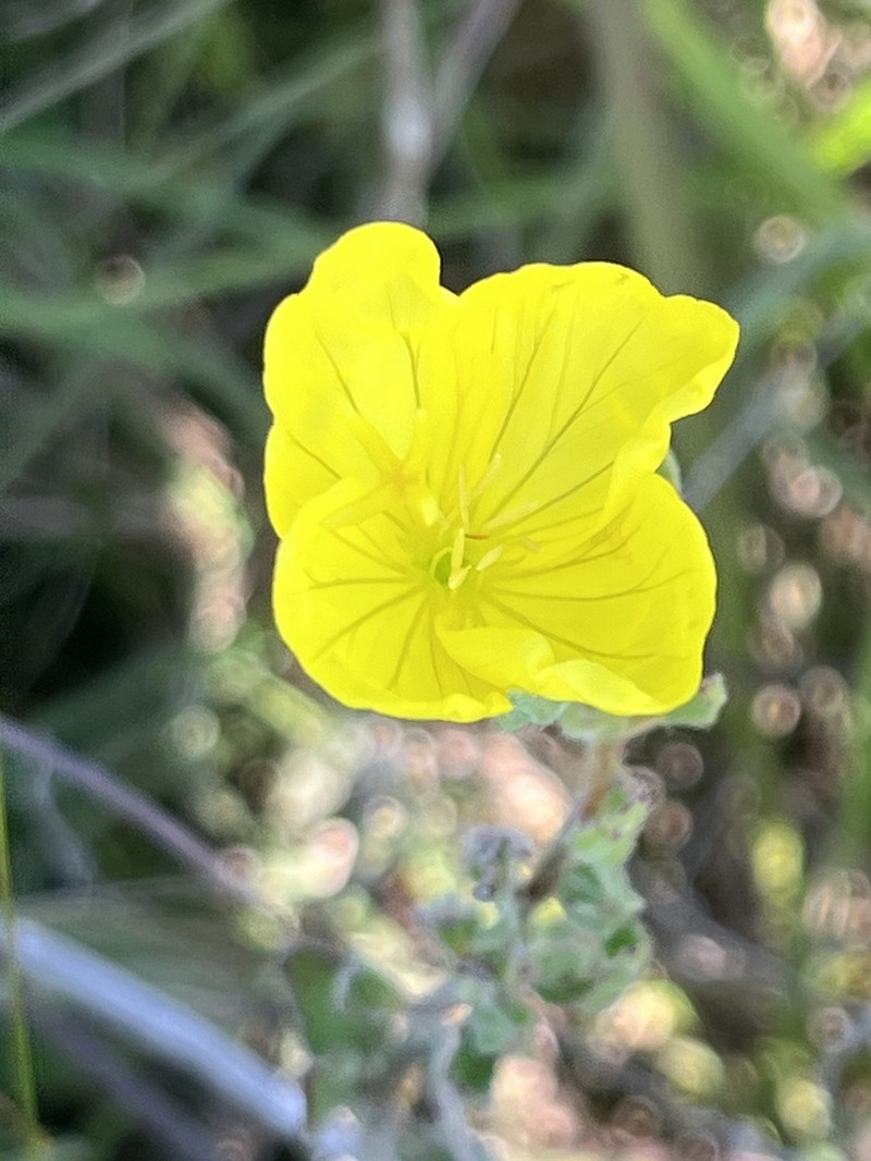 Oenothera sessilis photo 3