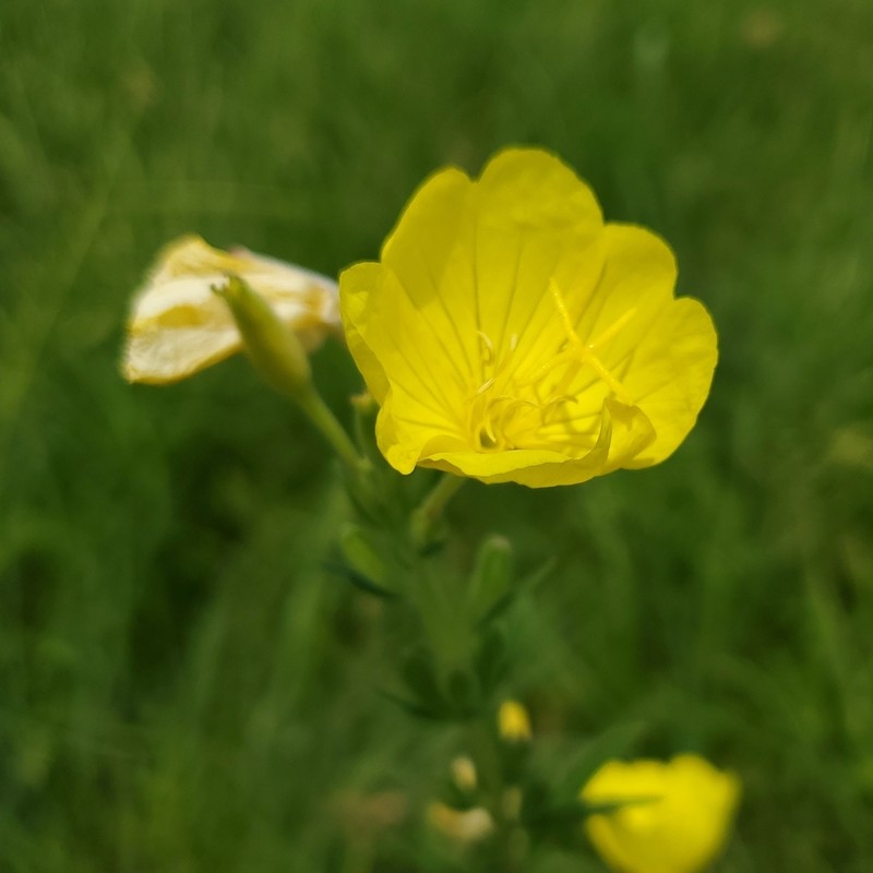 Oenothera sessilis photo 4