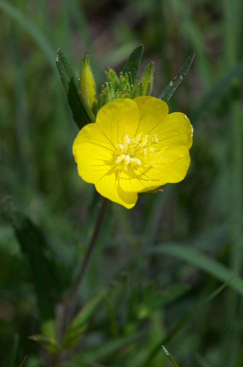 Oenothera sessilis photo 5