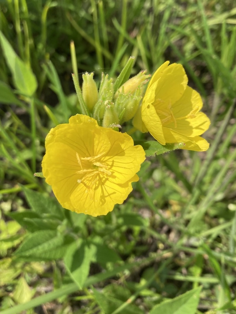 Oenothera sessilis photo 6