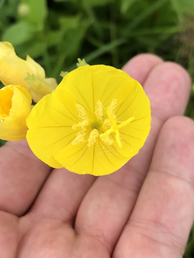 Oenothera sessilis photo 7